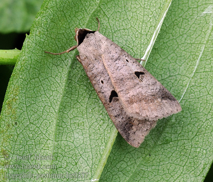 Wickeneule Nierenfleck-Wickeneule Lygephila pastinum