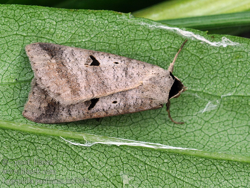 Hnědopáska obecná Lygephila pastinum