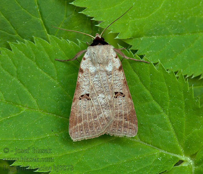 Lygephila viciae Hnědopáska polní Marmorierte Wickeneule