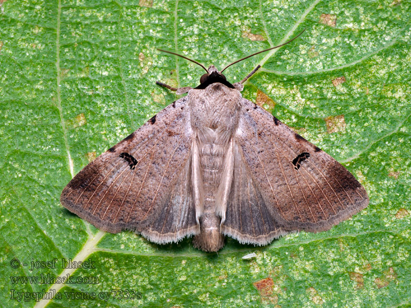 Marmorierte Wickeneule Morica poľná Ophiuse Vesce Lygephila viciae