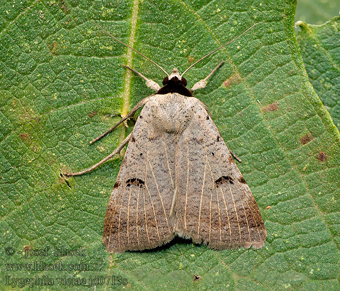 Hnědopáska polní Lygephila viciae