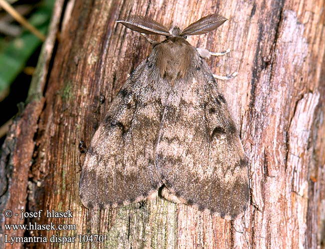 Lymantria dispar Gypsy Moth Bombyx disparate Gyapjaslepke