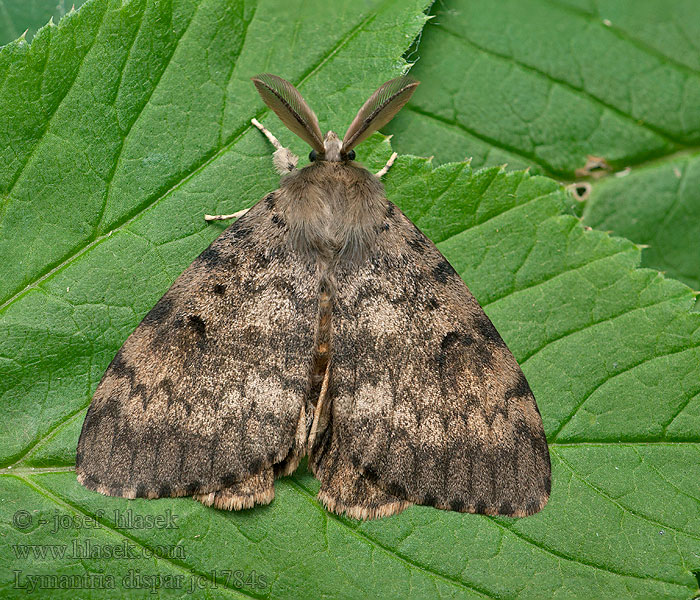 Gypsy Moth Bombyx disparate Lymantria dispar