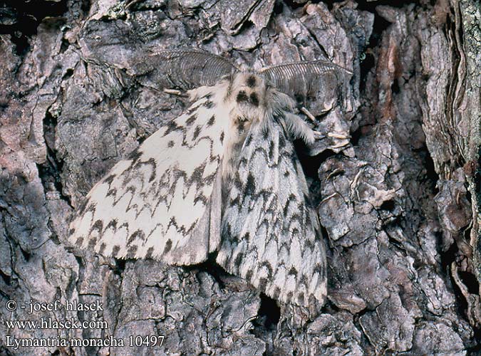 Lymantria monacha Black Arches Nonne Bekyně mniška