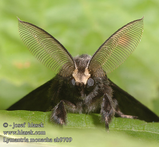 Lymantria monacha Egļu mūķene Pácalepke Black Arches Nonne