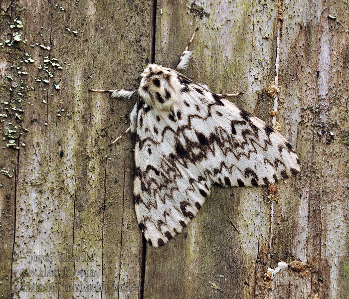 Black Arches Lymantria monacha