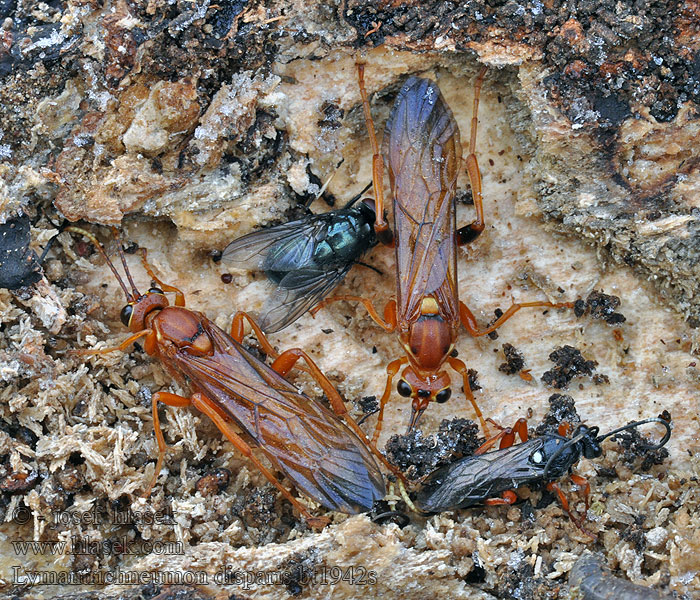 Lymantrichneumon disparis