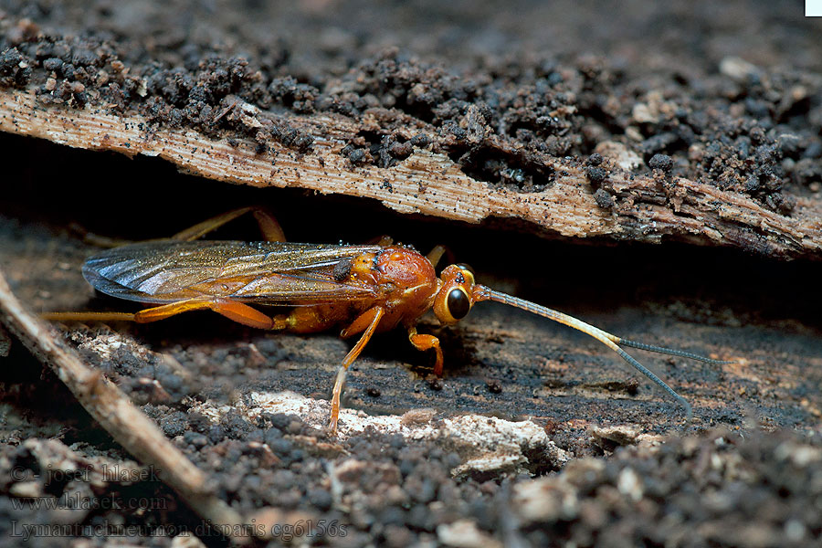 Lymantrichneumon disparis