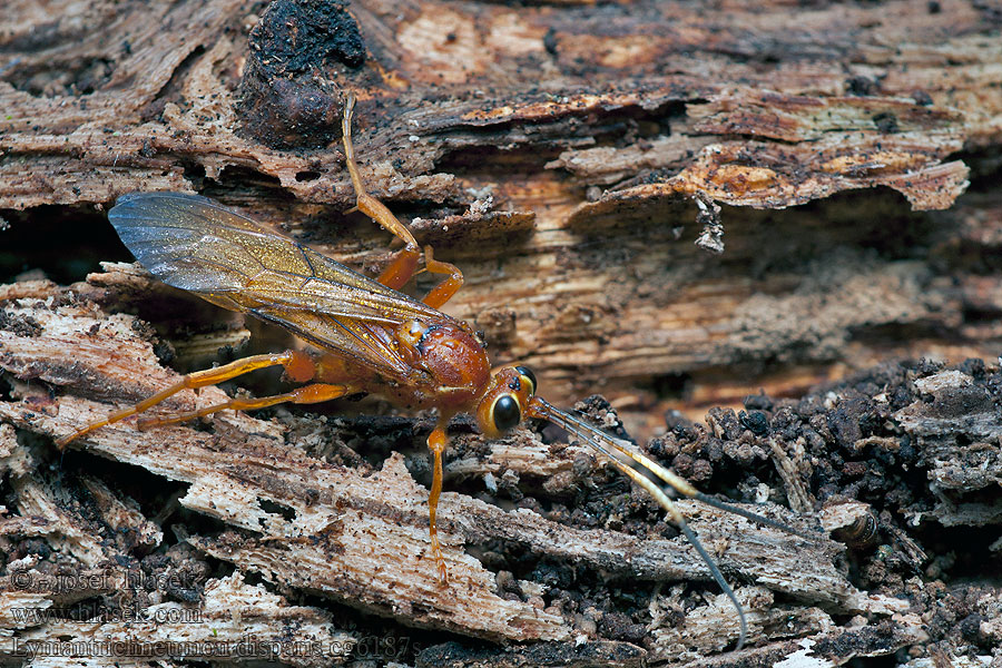 Lymantrichneumon disparis