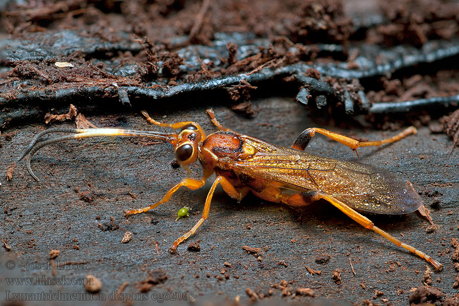 Lymantrichneumon disparis