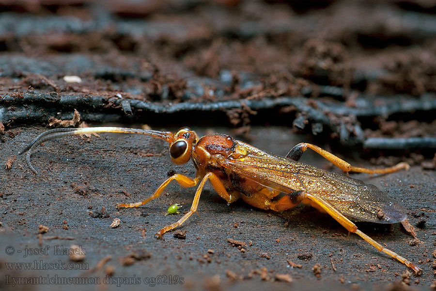 Lymantrichneumon disparis