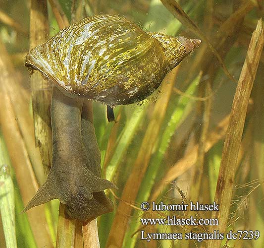 Lymnaea stagnalis dc7239 UK: Swamp Lymnaea Stagnant Pond Snail DK: Stor Mosesnegl FI: Piippolimakotilo NL: Grote gewone poelslak DE: Spitzschlammschnecke PL: Błotniarka stawowa SK: vodniak vysoký CZ: plovatka bahenní SE: Stor dammsnäcka RU: Прудовик обыкновенный