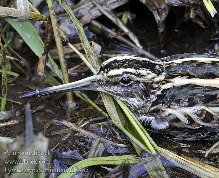 Lymnocryptes minimus Scolopax minima Slučka malá Zwergschnepfe Agachadiza Chica Bécassine sourde Enkeltbekkasin Jänkäkurppa Dvergsnípa Frullino コシギ Bokje Kvartbekkasin Bekasik Narceja-galega Močiarnička tichá Dvärgbeckasin Jack Snipe 姬鷸 Гаршнеп الشنقب الصغير Küçük su çulluğu 꼬마도요 Κουφομπεκάτσινο חרטומית גמדית Стучок Малка бекасина Хөгчүүхэй