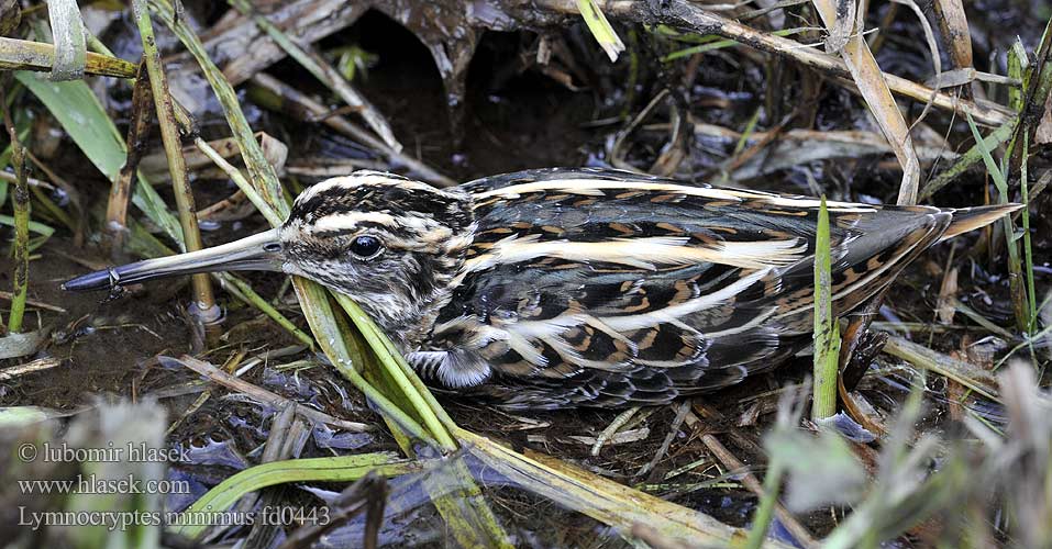 Agachadiza Chica Bécassine sourde Enkeltbekkasin Jänkäkurppa Dvergsnípa Frullino コシギ Bokje Kvartbekkasin Bekasik Narceja-galega Močiarnička tichá Dvärgbeckasin Jack Snipe 姬鷸 Гаршнеп الشنقب الصغير Küçük su çulluğu 꼬마도요 Κουφομπεκάτσινο חרטומית גמדית Стучок Малка бекасина Хөгчүүхэй Lymnocryptes minimus Scolopax minima Slučka malá Zwergschnepfe