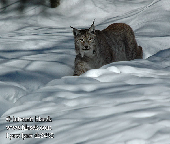 Eurasian Lynx Luchs Lince boreal Rys ostrovid Ryś Gaupe Ilves