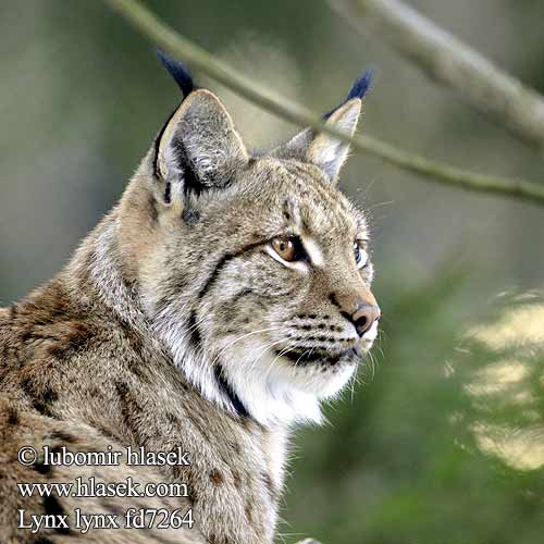 Lentikular Wackelkarte kleiner Luchs klappt sein Mäulchen auf und zu Lynx