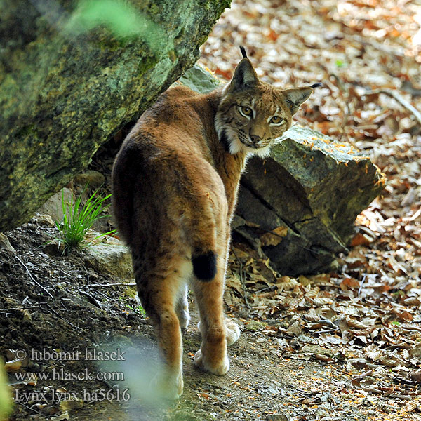 Lynx lynx Felis Ekte gauper Ilves Hiúz Ilves Eirāzijas