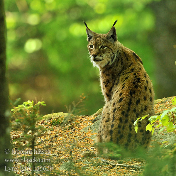 Lynx lynx ha5629
