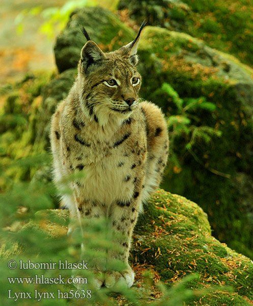 Рись 猞猁屬 Chi Linh miêu オオヤマネコ Los Liñs