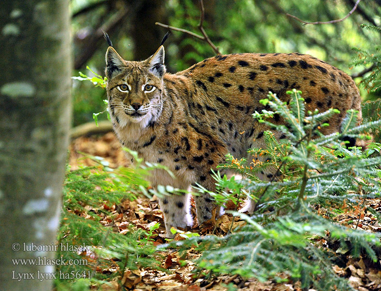 Lince boreal Rys ostrovid Ryś Lynx lynx Felis Ekte gauper