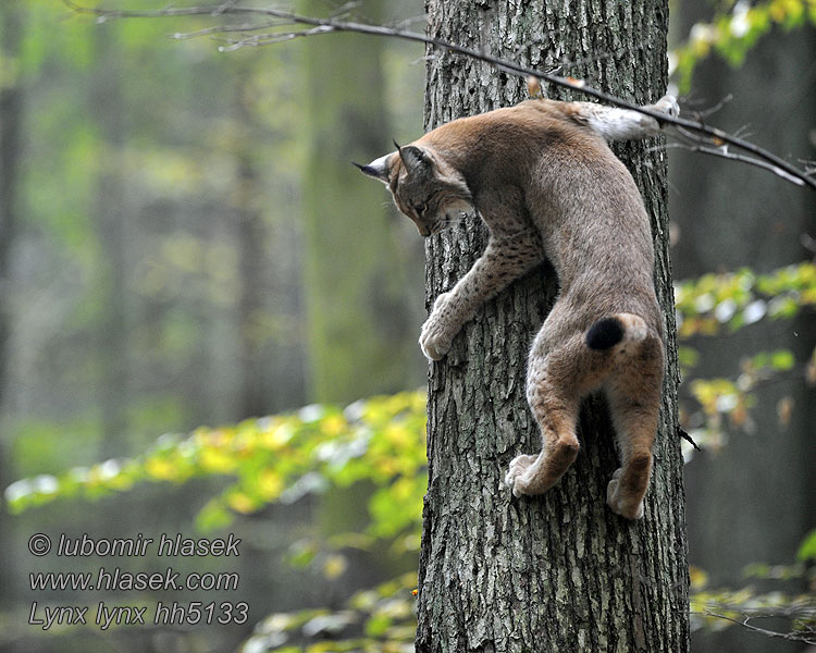 Lynx lynx Felis