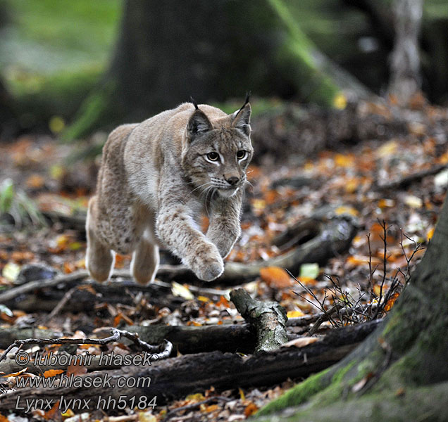 Lynx lynx hh5174