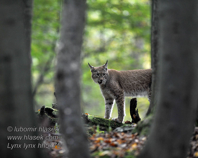 Lynx lynx लिंक्स