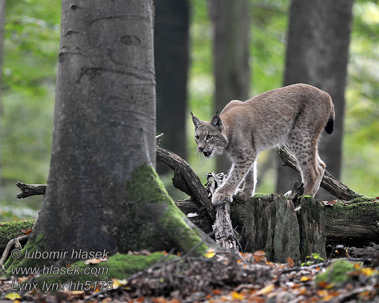 Un Lynx Avec Un Accessoire De Réparation De Surface Sur Asphalte Laboure  L'ancienne Surface Sur Une Route Asphaltée Photo stock - Image du  industrie, noir: 217026168