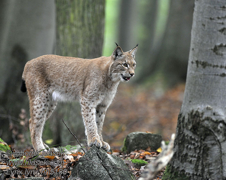 Lynx lynx hh5180