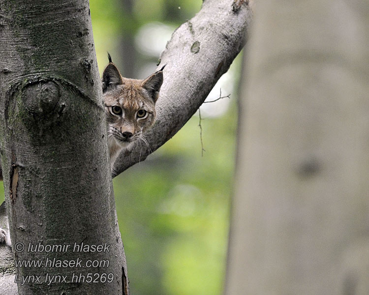 Lynx lynx Рись