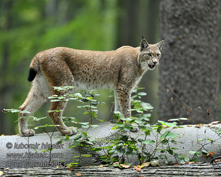 Lynx lynx オオヤマネコ