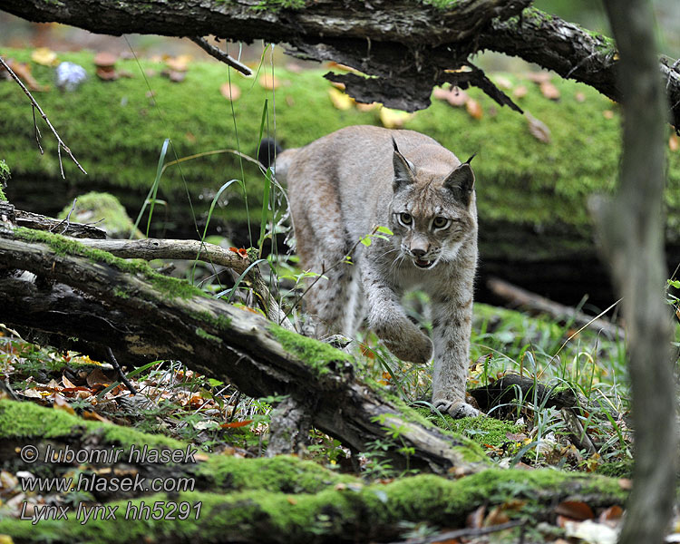 Lynx lynx Los