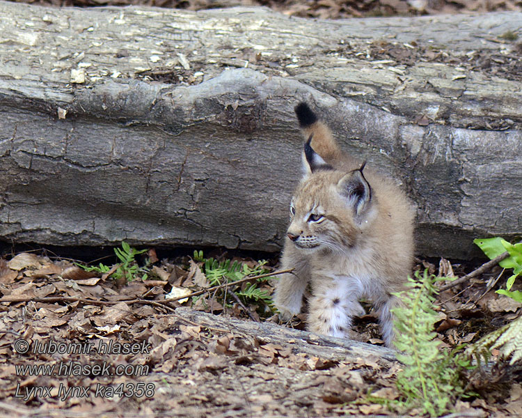 Lynx_lynx_ka4358