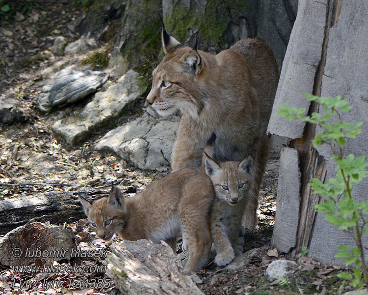 Lynx_lynx_ka4385