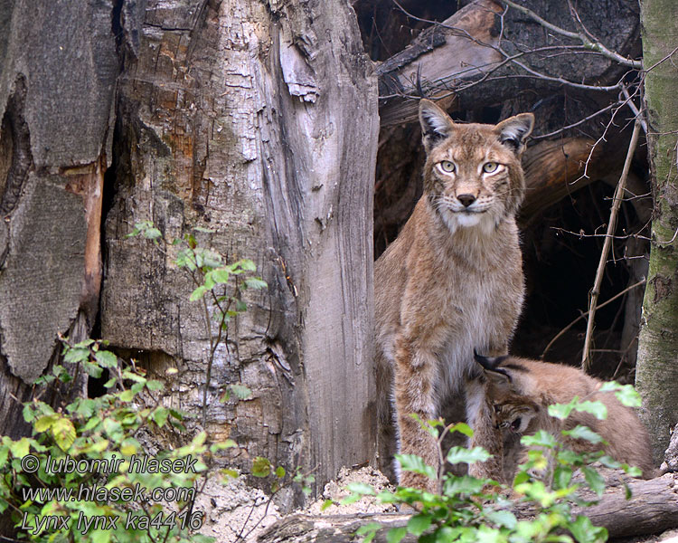 Lynx_lynx_ka4416