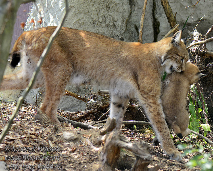 Lynx_lynx_ka4475