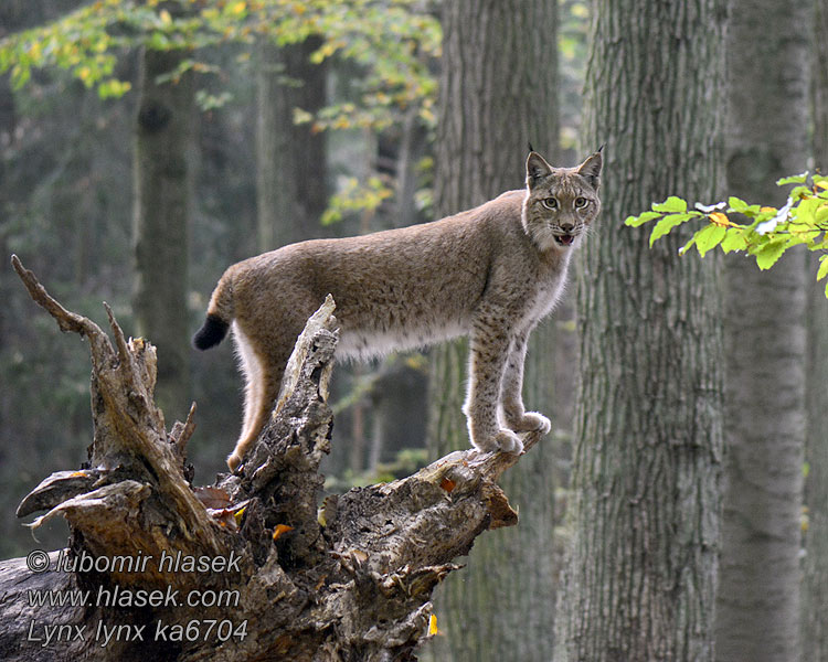 Lynx lynx وشق 