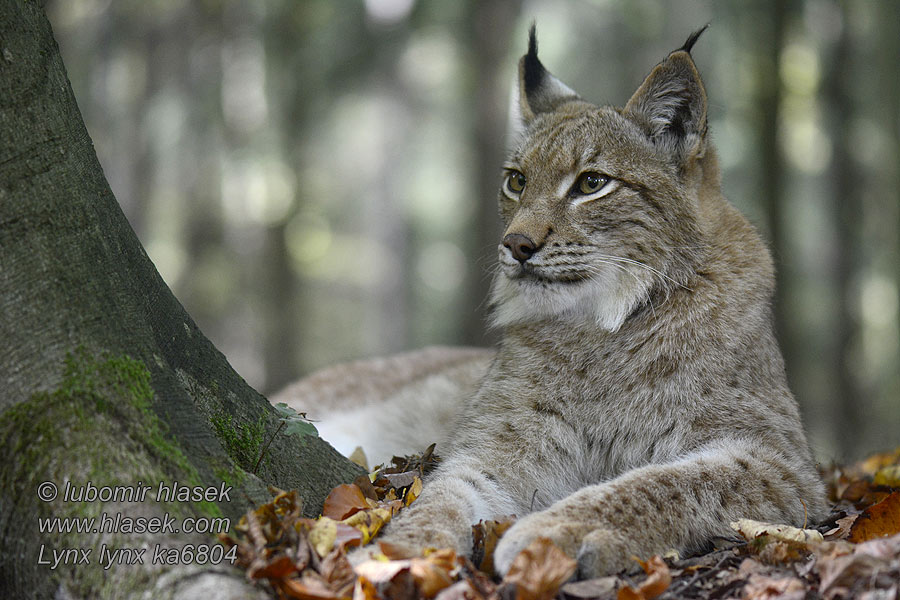 Lynx lynx Eurasian Lynx