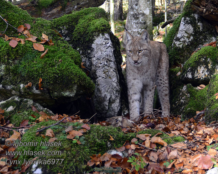 Lynx lynx ka6977