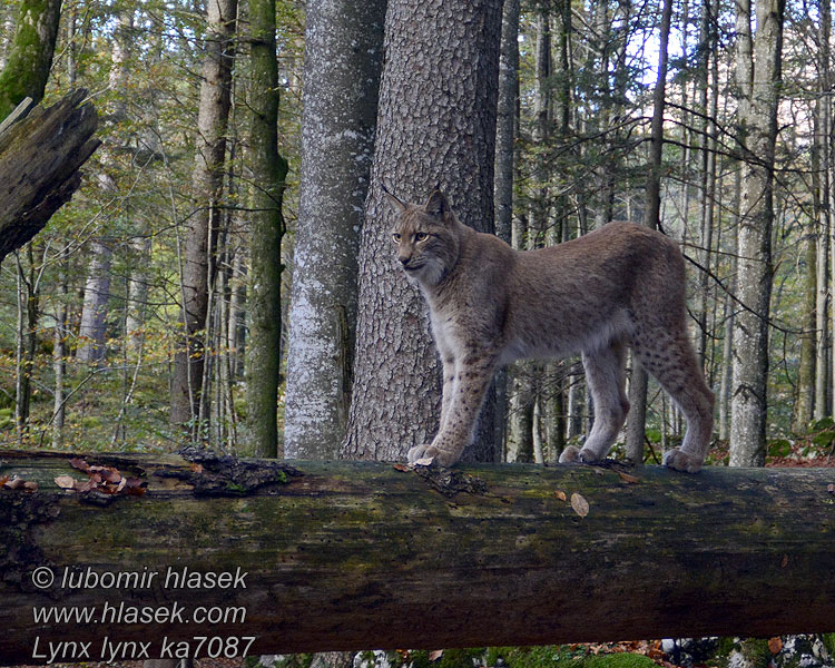 Рись Lynx lynx