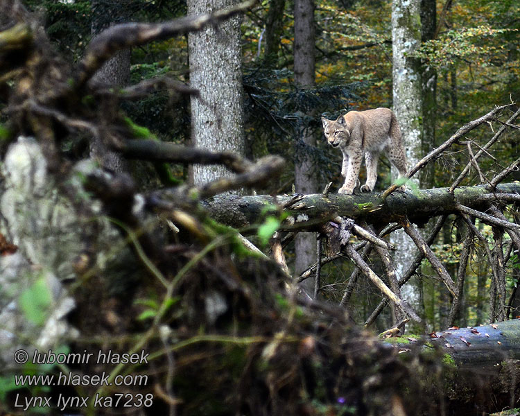 Los Lynx lynx