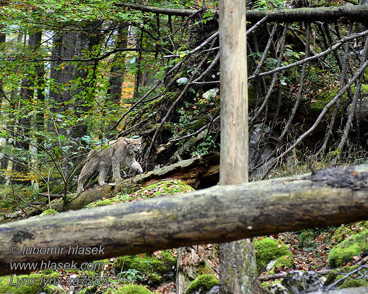 Liñs Lynx lynx