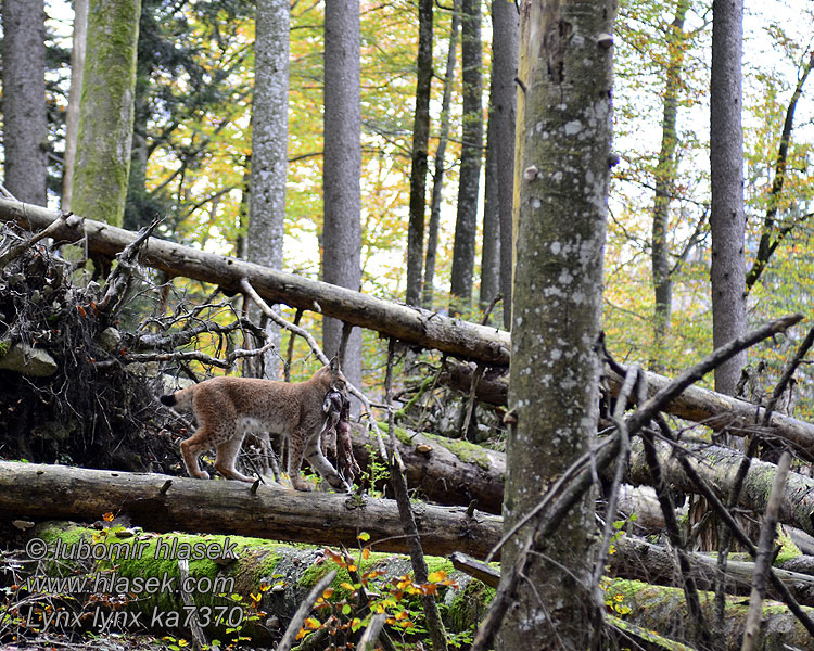 Luchs Lynx lynx