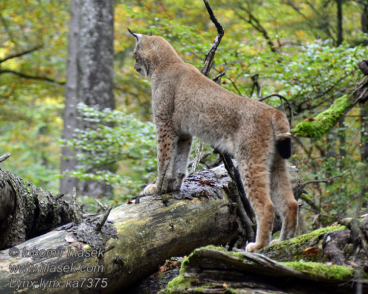 Lince boreal Lynx lynx