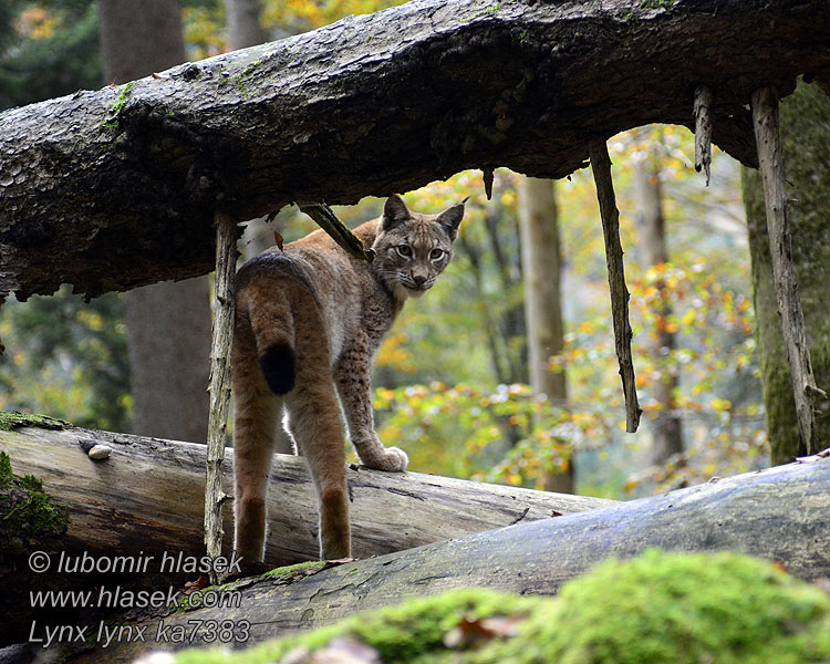 Rys ostrovid Lynx lynx