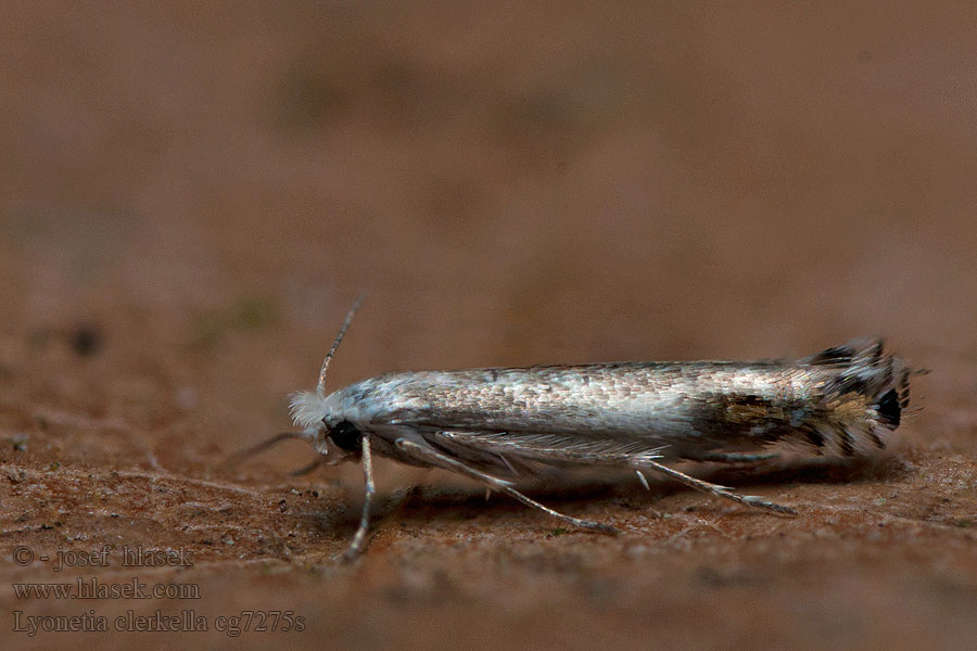 Lyonetia clerkella Apple Leaf Miner Podkopáčik ovocný