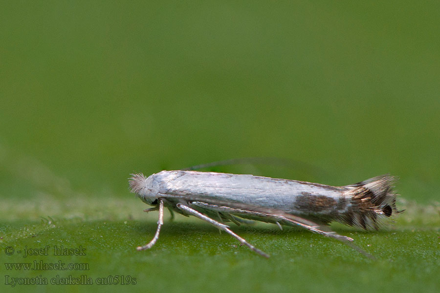 Lyonetia clerkella Podkopníček ovocný Obstbaumminiermotte