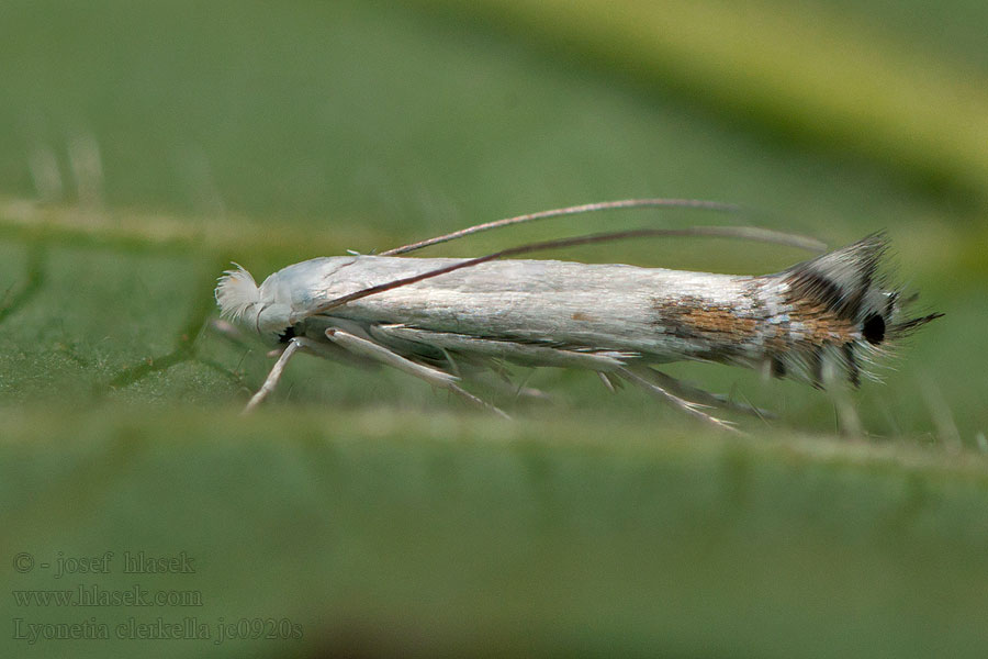 Lyonetia clerkella Моль-крошка яблонная белая Hangmatmot