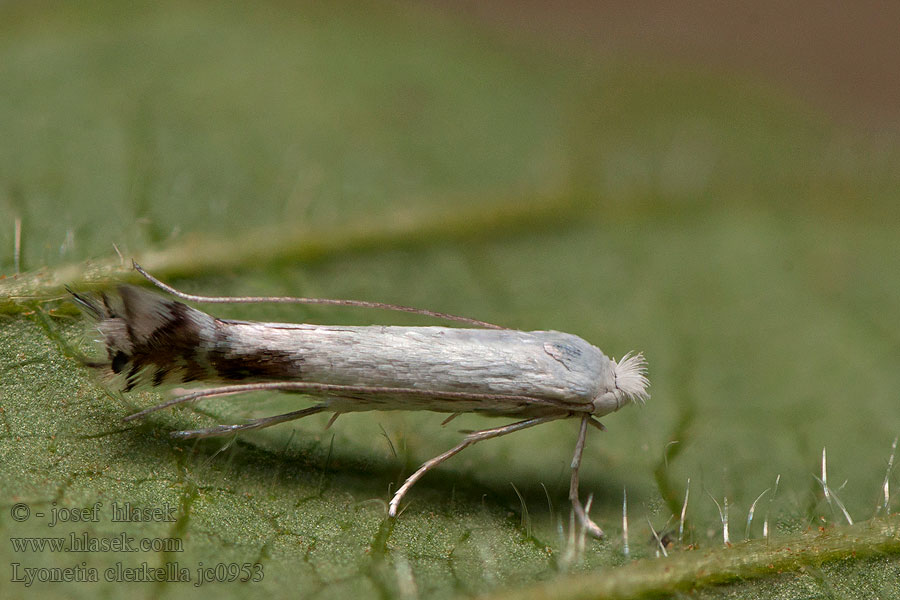 Lyonetia clerkella