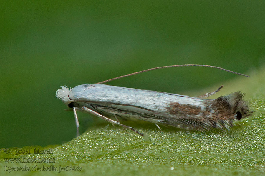 Lyonetia clerkella